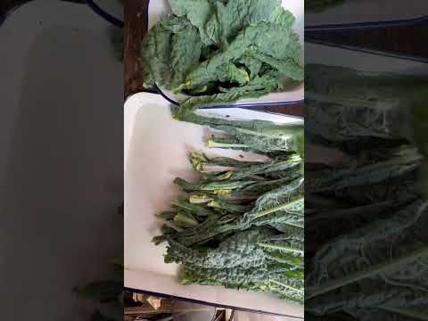 , title : 'pasta with cavolo nero kale sauce … easy vegetarian recipes … dinner ideas asmr cooking  #shorts'