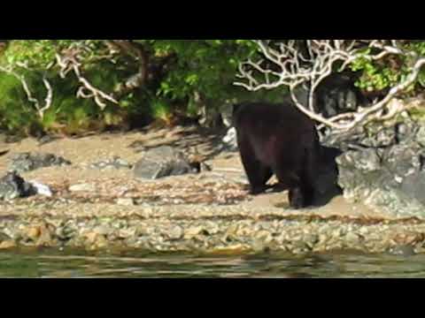 bear on shore Haida Gwaii