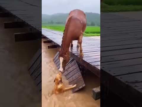 Horse saves dog drowning in the flood #horse #horses #usa #viral #trending #shorts #shortvideo #uk