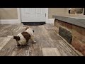 Jackapoo dogs for sale: John - Video 1