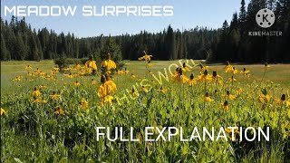 MEADOW SURPRISES • CLASS 7 • ENGLISH • NCERT • FULL EXPLANATION