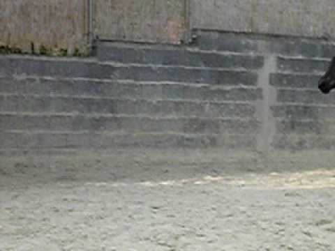 Diarado  - Diarada G- Holsteiner Stut Fohlen von Diarado x Quantum Stamm 18a2- born to jump