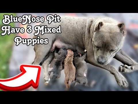 How to assist your dog during whelping | Let the delivery of pups began ( SHOCKING OUTCOME😱)