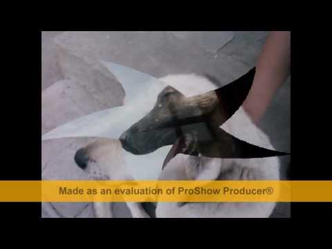 animalele din nisipari