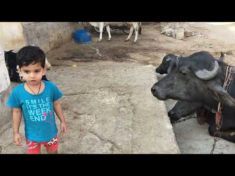 Pradhyun's Hilarious Impression of a Buffalo: Cute Kid's Playtime Fun! || #pradhyunDiaries #pradhyun