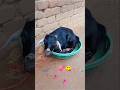 Iti Shi Khushi Iti Shi Hashi Viral Shorts Viralvideo Cute Shinha Animal Lover 2