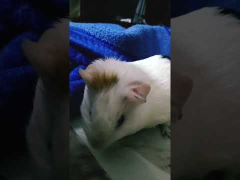 popo #lifeisbutadream