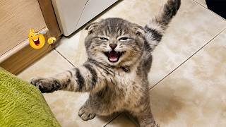 Impossible Not to Laugh 🤣😹 Funniest Cat Clips 2026 gameplay video by JessicaC, 15:02 duration