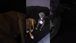 when your pitbull is jealous #shorts #cute #dog #pitbull #love