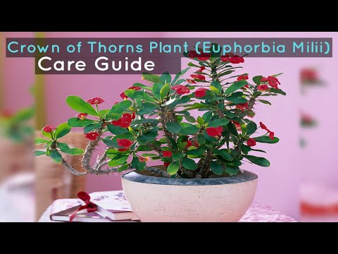 , title : 'Crown of Thorns Plant (Euphorbia Milii) Care Guide'