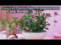Crown of Thorns Plant (Euphorbia Milii) Care Guide