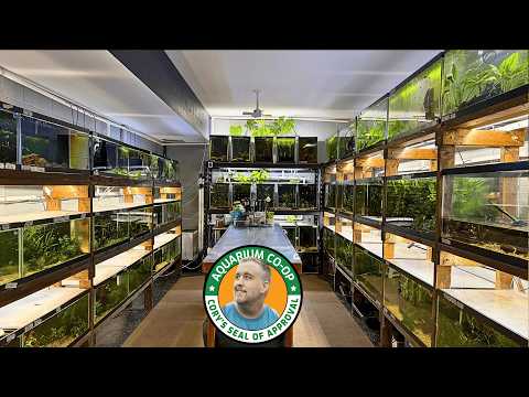 Fish Room Setup Done Right: Complete Guide