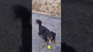 Video preview image #1 Dachshund-Unknown Mix Puppy For Sale in San Antonio, TX, USA