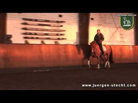 Dressurpferd / Dressage Horse: First Lady by Blue Hors Del Quinto