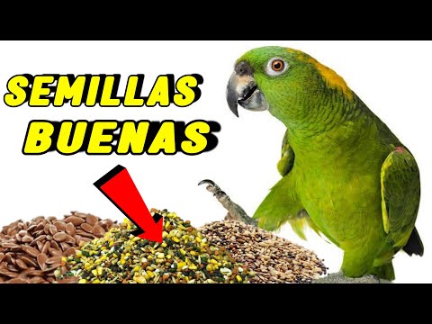 ¡10 Semillas BUENAS para Loros! | Las Mejores SEMILLAS para Loros