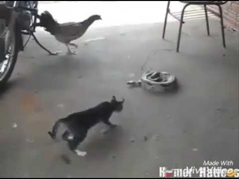 Ja ja el  gato cuando se pone serio y lo asuntar