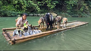 Download lagu Vietnamese girl cooks for dogs, goats and goes fishing - ha thi muon mp3