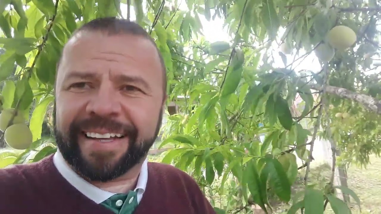 Alguns benefícios do Chá da folha do pêssego!