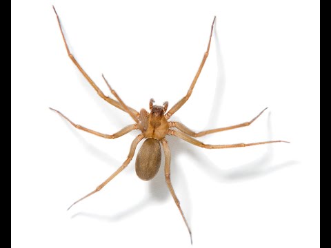 Brown Recluse Bites What Do I Do?