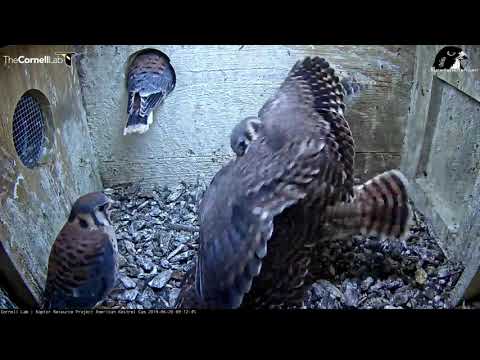 First Kestrel Chick Fledges After Prey Delivery! – June 20, 2019