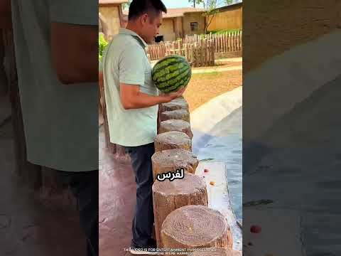 مش بيرضى يسيب فرس النهر جعان #viral
