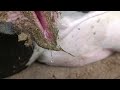 Mucus Discharge Cow In Heat