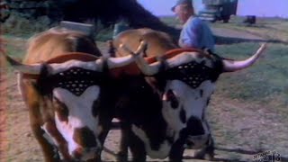 ATV - Haw Lion! 1978 (Nova Scotia)