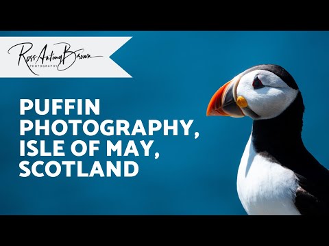 Top Tips for Photographing Puffins (Isle of May Scotland)