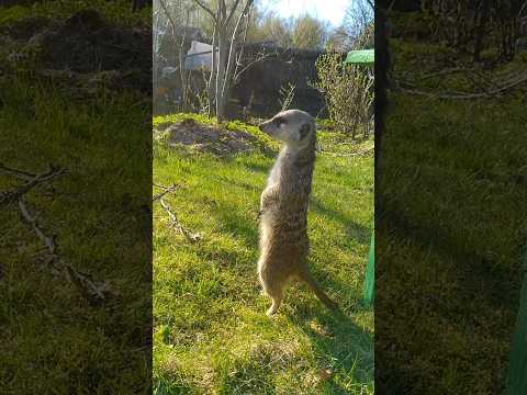 Meerkats - An Aggressive Relative of the Mongoose! #meerkat #mongoose #animals #animal