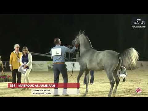 N.156 MABROUK AL JUMEIRAH - Egypt Arabian Horse Championship 2023 - Colts 2 Years Old (Class 7B)