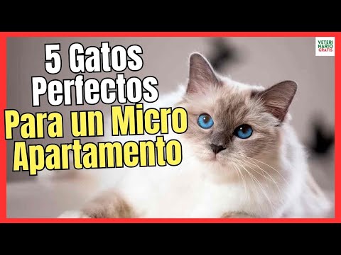 ✳️ 5 BEST CAT BREEDS FOR SMALL APARTMENTS ✳️ (Persian, Ragdoll, Javanese, Russian,..)