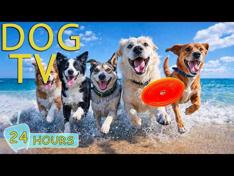 DOG TV: Best Videos Anti-Anxiety & Relax for Dogs to Watch When Home Alone All Day - Music for Dogs