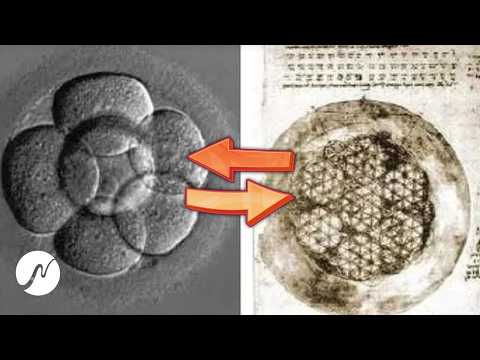 neowake and neowake Biofrequencies