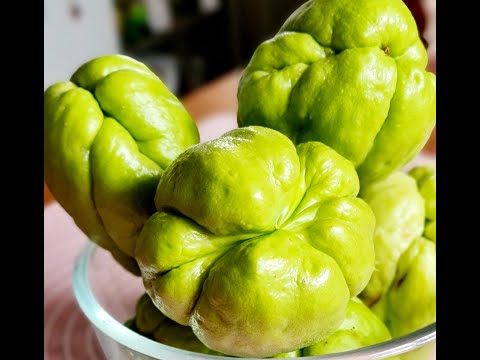 Harvesting Chayote/Chokos/ Home Grown/New Zealand