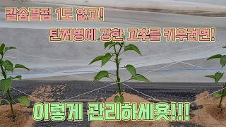 칼슘결핍과 탄저병에 강한 고추 키우는 방법!!!!! 농사의 여신표 고추 농사 잘 짓는 법!!