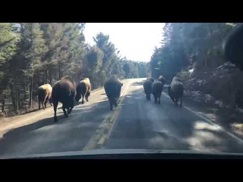 Yellowstone Bison Time Lapse