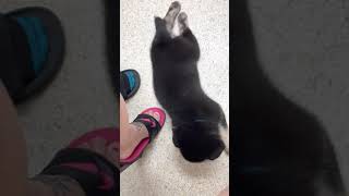 Shepherd Husky Puppies Videos