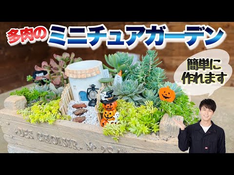 屋外の多肉植物 美しい多肉植物のロックガーデンを持つ方法