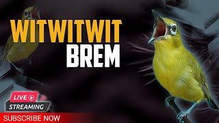 Download lagu 🔴 LIVE masteran PLECI Bren Ciblek witwitwit DUA lagu tembakan VARIASI  #masteranplecivariasi mp3