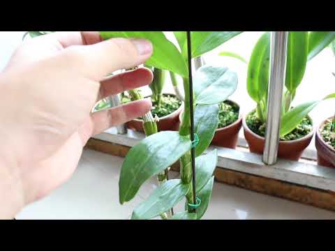 春石斛蘭種植方法