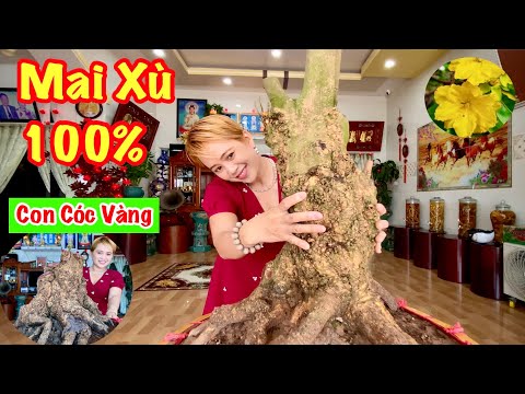 1 | 7 | 2022. Apricot tree in the shape of a golden toad | Apricot tree bonsai art | Contact: 091...