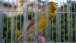 Download lagu Timbrado Español Original Without Cascabel ??? Canary Training Song mp3