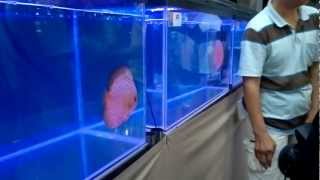 The 6 th International Discus Show 2012 part 11/19