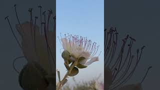 حبوب لقاح شفلح بري