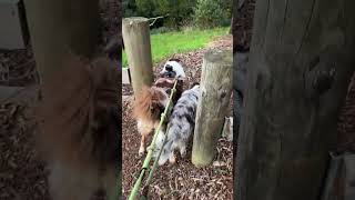 Blue Merle &amp; Red Merle Border Collie Puppy Duo: Adorable Cuteness Overload! 🐶💙❤️ #BorderColliePuppy