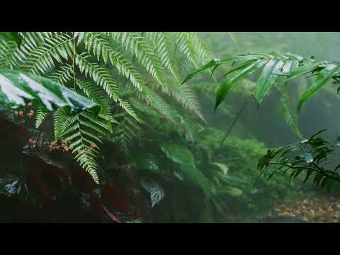Bruit de Pluie et Forêt 🌧️ Relaxation et Sommeil Profond (5h34)
