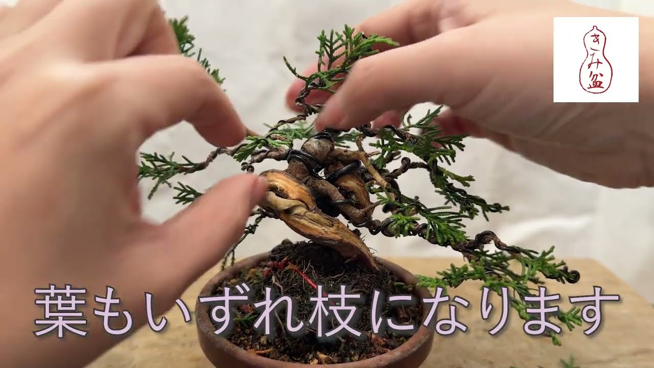 枝棚に挑戦／ボンスキリクエスト