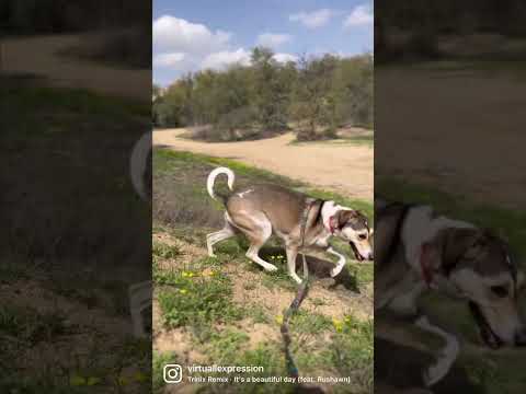 Trying socialise my nervous dog in the desert so she is familiar to new surroundings.
