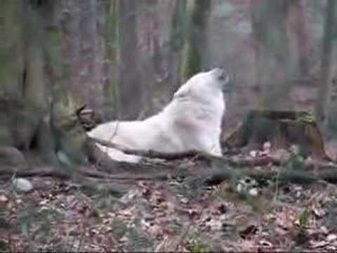 pourquoi les loups hurlent à la lune