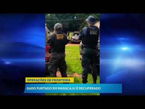 Gado furtado é recuperado em Maracaju por forças de segurança